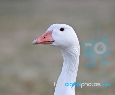 Beautiful Portrait Of A Wild Snow Goose Stock Photo