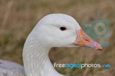 Beautiful Portrait Of A Wild Snow Goose Stock Photo