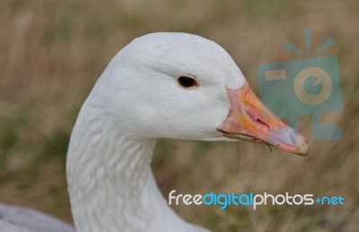 Beautiful Portrait Of A Wild Snow Goose On The Grass Field Stock Photo