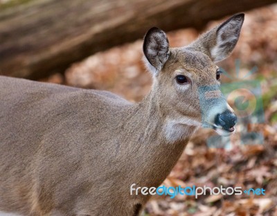 Beautiful Portrait Of The Cute Deer In The Forest Stock Photo