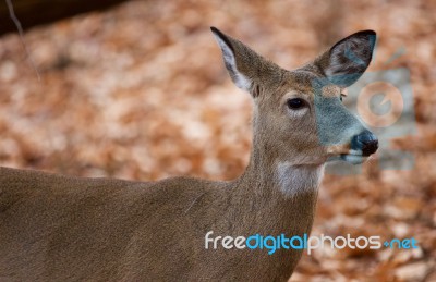 Beautiful Portrait Of The Cute Deer In The Forest Stock Photo