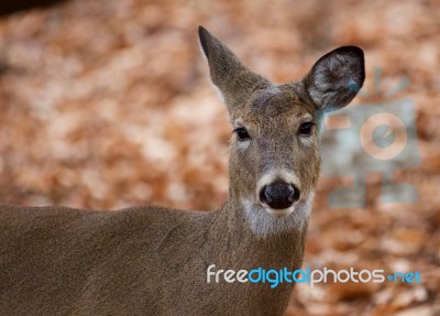 Beautiful Portrait Of The Cute Deer In The Forest Stock Photo