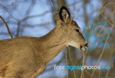 Beautiful Portrait Of The Cute Wild Deer Stock Photo