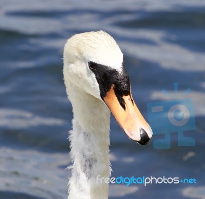 Beautiful Portrait Of The Female Mute Swan Stock Photo