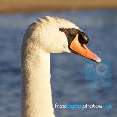 Beautiful Portrait Of The Mute Swan Stock Photo