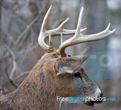 Beautiful Portrait Of The Powerful Male Deer Stock Photo