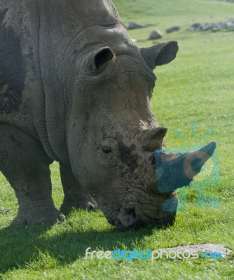 Beautiful Portrait Of The White Rhinoceros Stock Photo