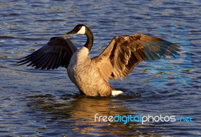 Beautiful Pose Of The Canada Goose Stock Photo