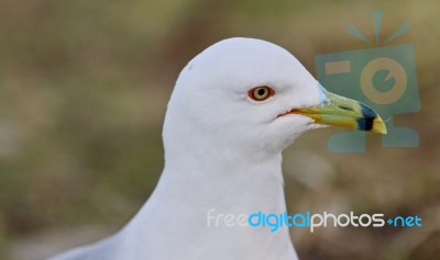 Beautiful Postcard With A Cute Gull Stock Photo