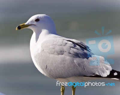 Beautiful Postcard With A Cute Gull On A Shore Stock Photo