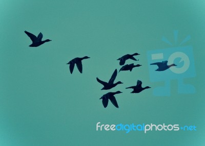 Beautiful Postcard With A Group Of Mallards Flying Stock Photo