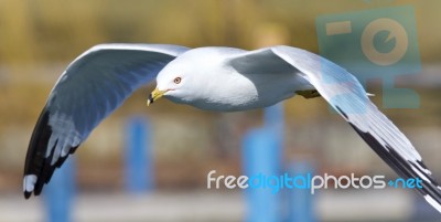 Beautiful Postcard With A Gull Flying Near A Shore Stock Photo