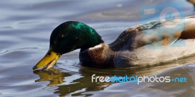 Beautiful Postcard With A Mallard Swimming In Lake Stock Photo