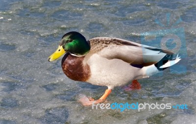 Beautiful Postcard With A Mallard Walking On Ice Stock Photo