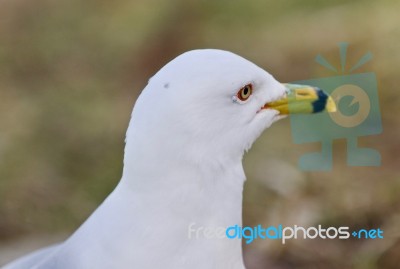 Beautiful Postcard With A Thoughtful Gull Stock Photo