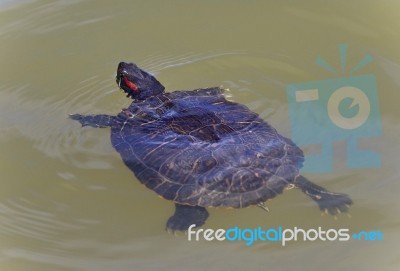 Beautiful Postcard With A Turtle Swimming In Lake Stock Photo