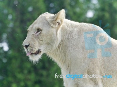 Beautiful Postcard With A White Lion Looking Aside Stock Photo