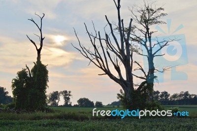 Beautiful Postcard With An Amazing Old Trees Stock Photo