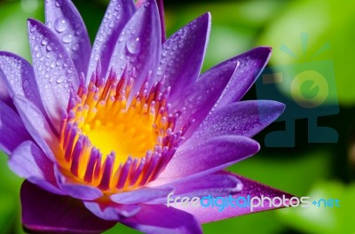 Beautiful Purple Lotus Flower Stock Photo