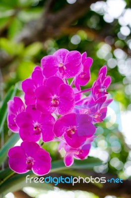 Beautiful Purple Orchid Blooming On The Trees. Warm Sunshine Bac… Stock Photo