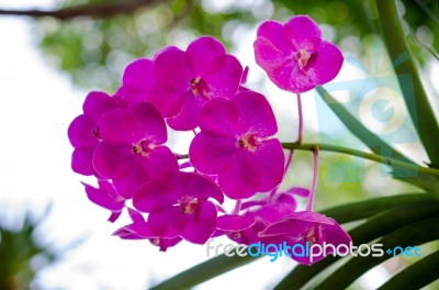 Beautiful Purple Orchid Blooming On The Trees. Warm Sunshine Bac… Stock Photo