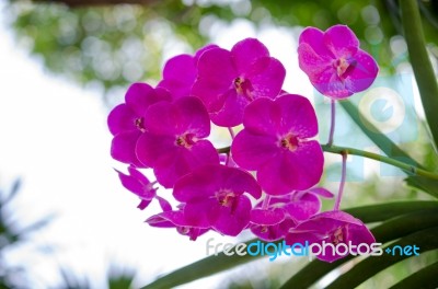 Beautiful Purple Orchid Blooming On The Trees. Warm Sunshine Bac… Stock Photo