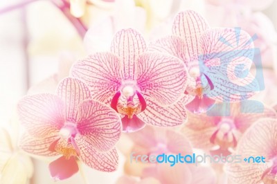 Beautiful Purple Orchid ,phalaenopsis Orchid Blurry Background Stock Photo