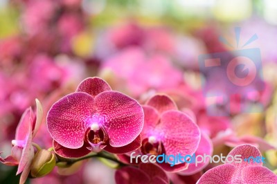 Beautiful Purple Pink Orchid Stock Photo