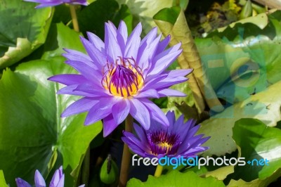 Beautiful Purple Water Lilly Or Lotus On Water Stock Photo