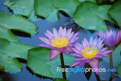 Beautiful Purple Waterlilies In A Pond Stock Photo