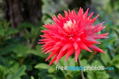 Beautiful Red Dahlia Stock Photo