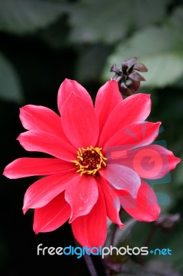 Beautiful Red Dahlia On Display At Butchart Gardens Stock Photo