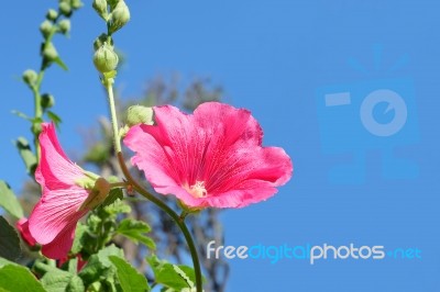 Beautiful Red Flower Blossom In Natural Green Garden And Blue Sky Stock Photo