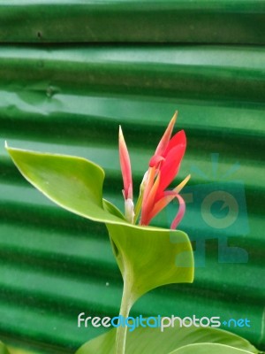 Beautiful Red Flower In Garden Stock Photo