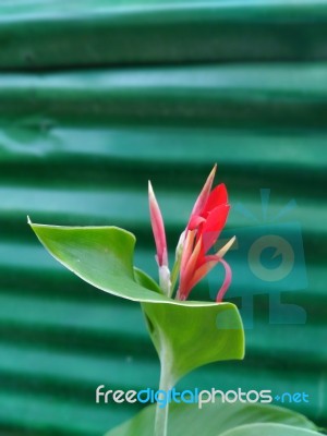 Beautiful Red Flower In Garden Stock Photo