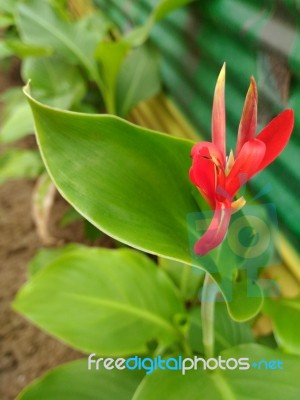 Beautiful Red Flower In Garden Stock Photo