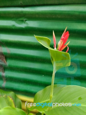 Beautiful Red Flower In Garden Stock Photo