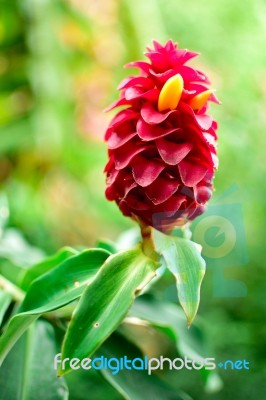 Beautiful Red Ginger Flower Stock Photo