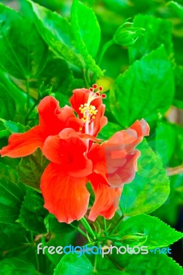 Beautiful Red Hawaiian Hibiscus Flower Stock Photo