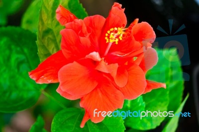 Beautiful Red Hawaiian Hibiscus Flower Stock Photo