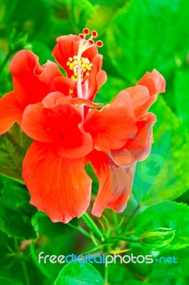 Beautiful Red Hawaiian Hibiscus Flower Stock Photo