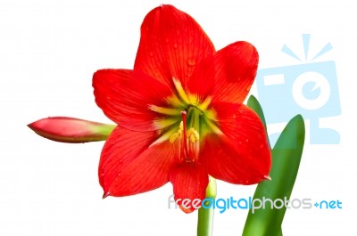 Beautiful Red Lily  Stock Photo