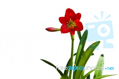 Beautiful Red Lily  Stock Photo