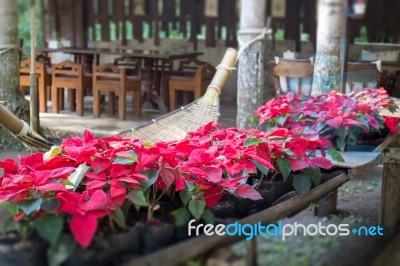 Beautiful Red Poinsettia Christmas Flower Stock Photo