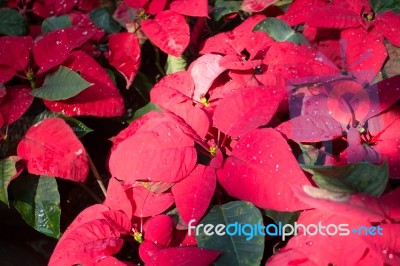 Beautiful Red Poinsettia Christmas Flower Stock Photo