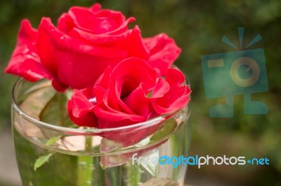 Beautiful Red Rose In Home Garden Stock Photo