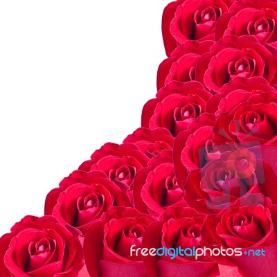 Beautiful Red Rose Isolated On White Background Stock Photo