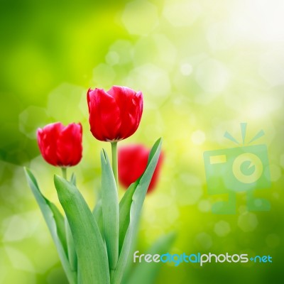 Beautiful Red Tulips Stock Photo