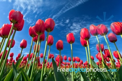 Beautiful Red Tulips Stock Photo