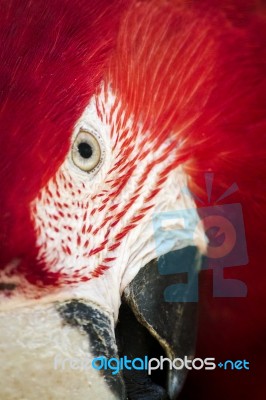 Beautiful Scarlet Macaw Parrot Stock Photo